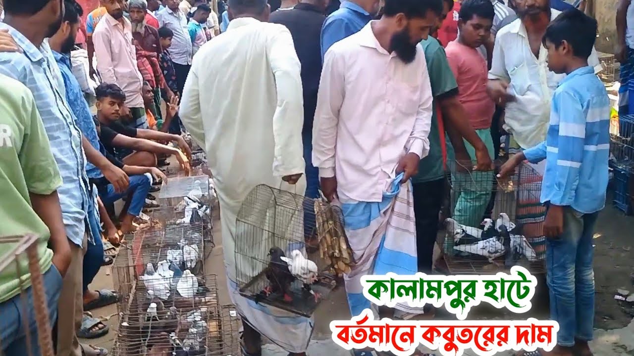 বিখ্যাত কালামপুর হাটে কবুতরের বর্তমান দাম | Kobutor hat 23/10/2025