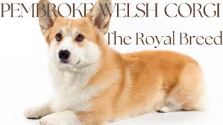 Pembroke Welsh Corgi : The Royal Breed by FurryFriends 1,196 views 3 months ago 7 minutes, 45 seconds