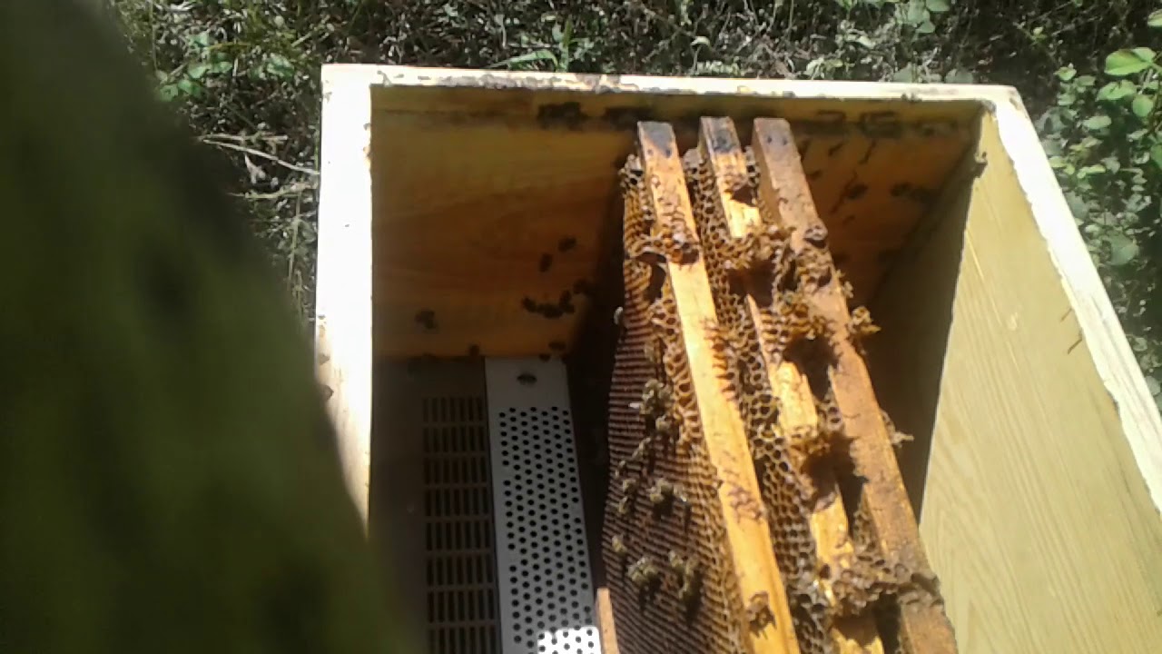 Arı kovani kışın sogukta nasıl kapatılmalı. .lütfen paylaşalım herkes faydalansın