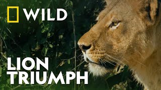 How a Lioness Hunts Her Prey | Predator V Prey | National Geographic WILD UK