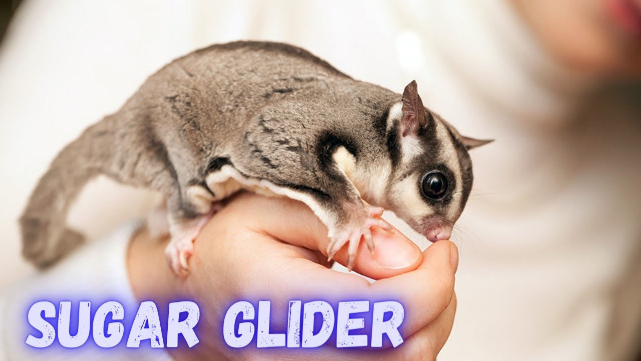 Sugar Glider Sugar Glider Breeding Sugar Glider Cages How to Care