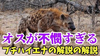 The Animal Where the Males Have It Rough: A Guide to Spotted Hyenas