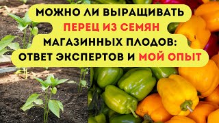 Перец из магазина разбираем на семена