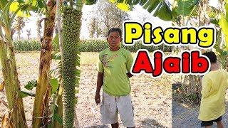 Pisang Ajaib! Pisang Rojo Sewu bikin heboh warga sekitar, viral aneh, Langka