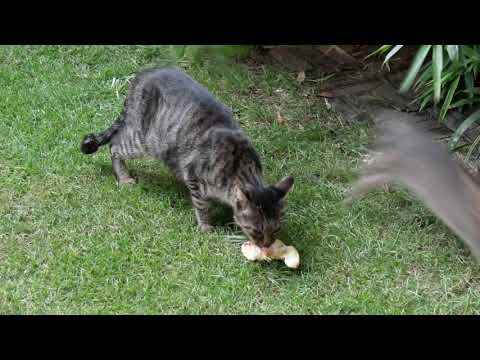 しましま猫の一家