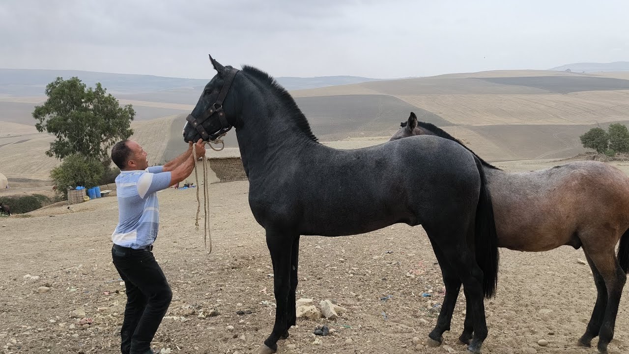 حميد طيكطوك تولوا مع الخوت  فولاد المليح راه كاين 