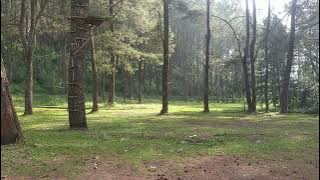 #rewiew Tempat Camping Ground Di Tengah Hutan Pinus