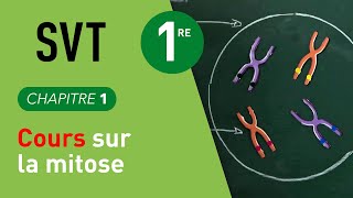 Interros des Lycées de 1ère SVT : la mitose