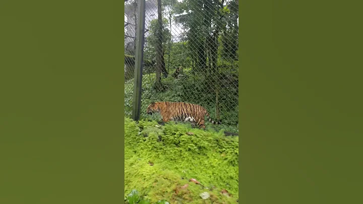 Video 9409411: bengal tiger, rare bengal, himalayan