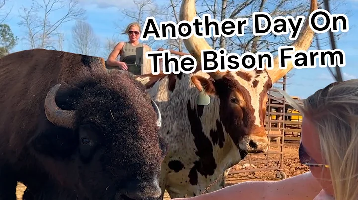 Another Day On The Bison Farm | Turning Buffalo In...
