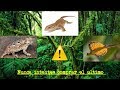 Reptiles que no debes comprar (Phrynosoma, Varano de la Sabana y Dragón Volador)