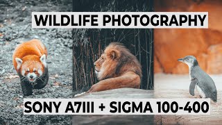 A7III and 100-400 GM - how did it come to this? — NaturePhocus