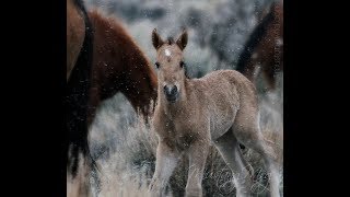 Wild Mustang trip March 2018
