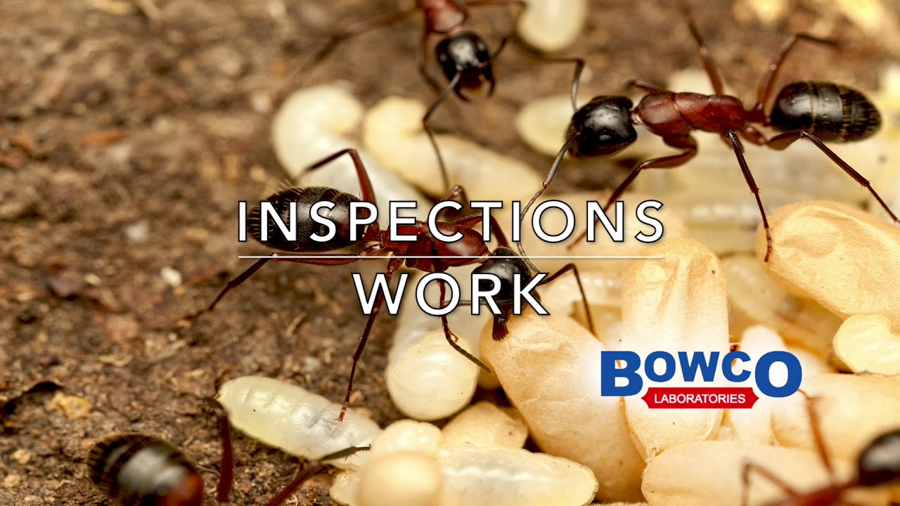 Carpenter Ant Pest Control Westfield NJ & Scotch Plains NJ