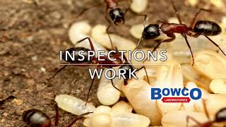 Carpenter Ant Pest Control Westfield NJ & Scotch Plains NJ