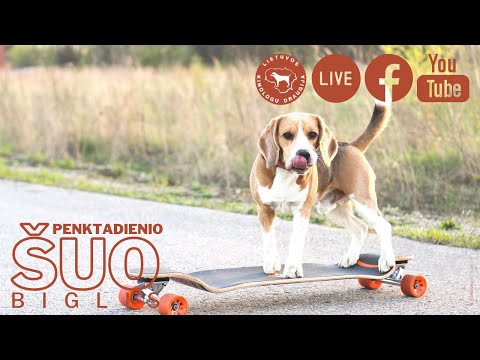 Video: Biglio šunų Veislės Hipoalerginės, Sveikatos Ir Gyvenimo Trukmės