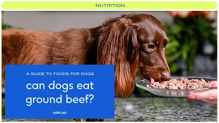 Is Ground Beef Good For Dogs? - Youtube