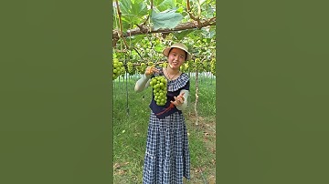 grapes cutting and packing #grape #grapenation #pruninggrapevines #grapecity