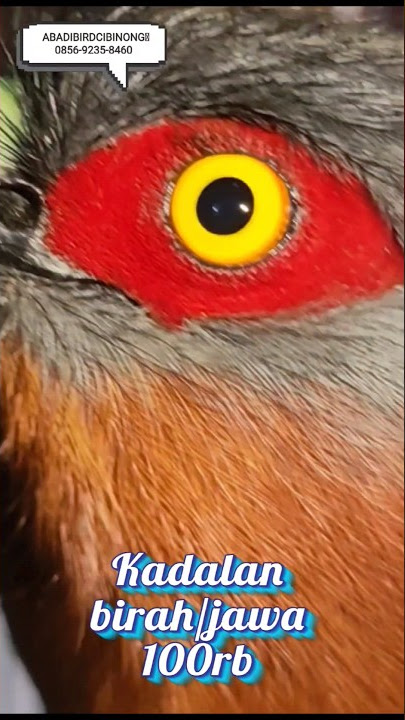 Kadalan birah atau jawa stok 3 ekor nota 100rb #abadibirdcibinong