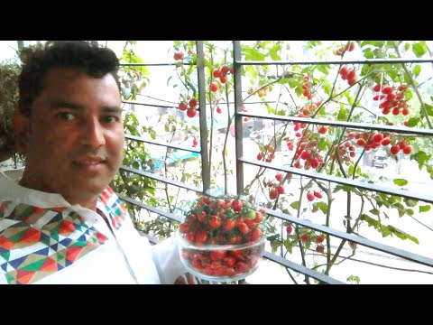 Cherry tomato | চেরি টমেটো চাষ টবে