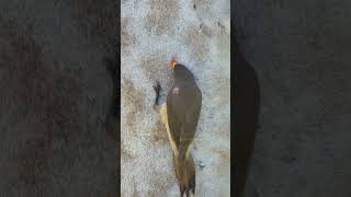 yellow billed oxpecker eats ticks and other insect 2023 11 27 05 24 05 utc