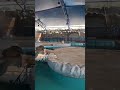 #animals #water #nice #zoo #wow