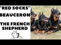 The REd SoCks Dogs - THE BEAUCERON - French Shepherd Dog!  DogCast TV!