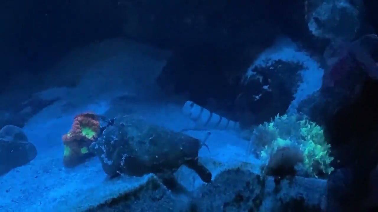 Red Banded Shrimp Goby & Shrimp