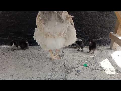 Судың қысымымен мастурбация жасайды Отзец қызының жанын аңдып, жыныстық қатынасқа түскен