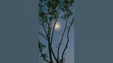 Moon Song Limyoungwoong 