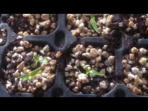 Video: And A Little More About February Seedlings