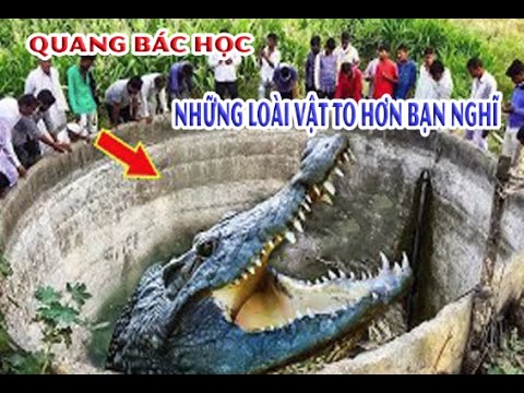 Những Con Vật Tưởng Nhỏ Nhưng Lại To Hơn Bạn Nghĩ Rất Nhiều