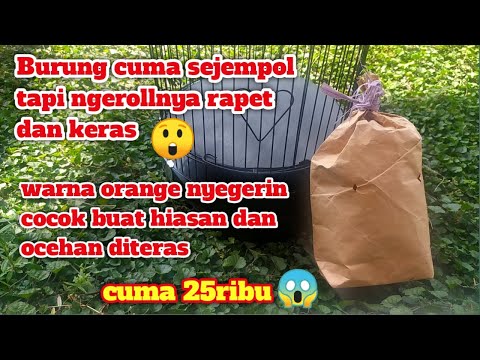 Video: Adakah Burung Mempunyai Jempol?