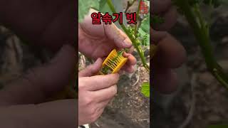 포도알솎기 하는법ㅣ참쉬운 알솎기, 알속속 사용방법