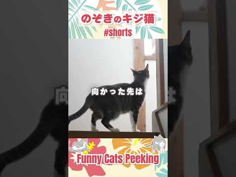 のぞきのキジ猫