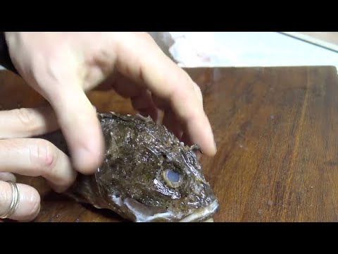 Πως καθαρίζουμε την  Σκορπίνα!! (ΣΚΟΡΠΙΟΣ)/  gut stonefish - scorpionfish