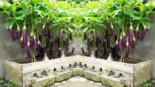 : The best-kept secret to growing eggplants, growing self-watering eggplants with super fruits