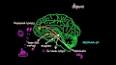 Psikolojide Beyin-Zihin İlişkisi ile ilgili video