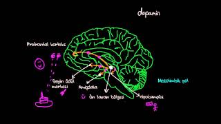 Beyindeki Ödül Yolu (Psikoloji / Davranış) (Sağlık Bilgisi ve Tıp)