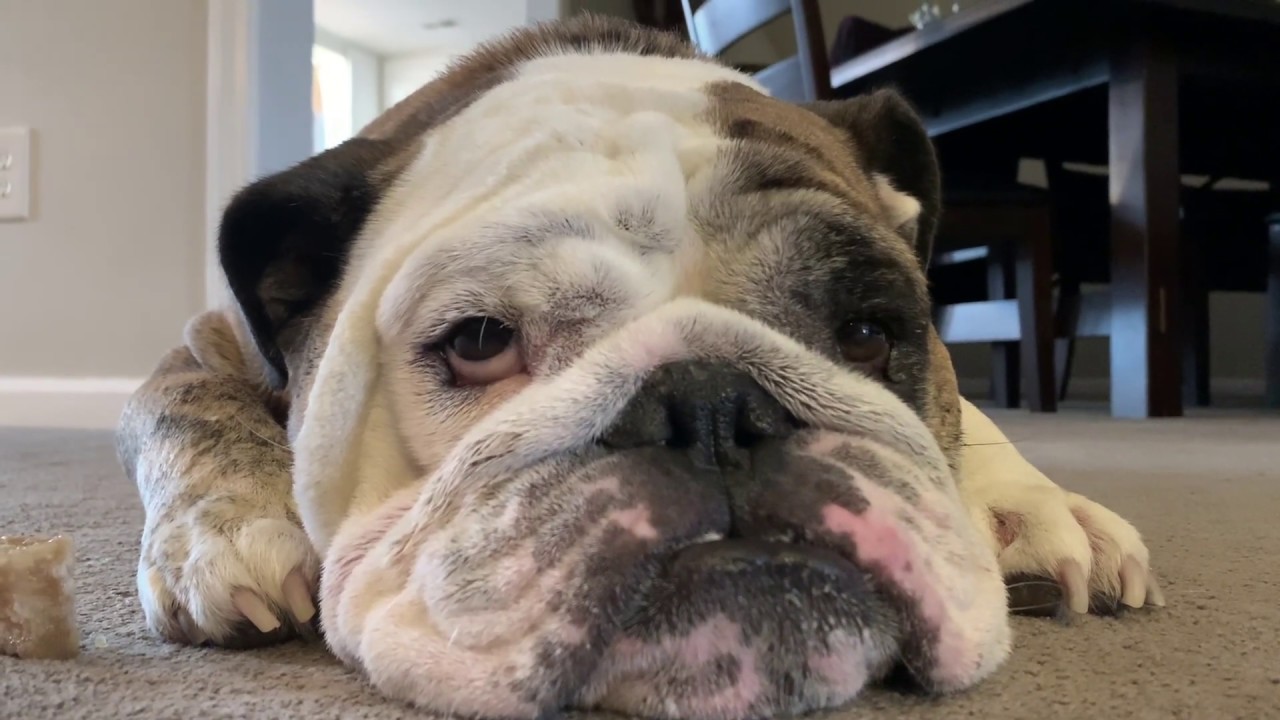 reuben-the-bulldog-sunday-update-youtube