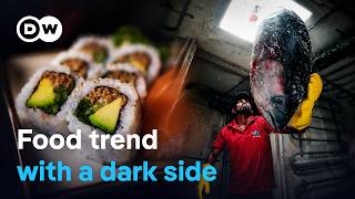 The sushi hype - Ravenous appetites and species extinction | DW Documentary