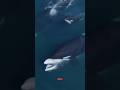 Orcas vs Giant Whale — A Dramatic Ocean Encounter Caught on Camera! #short #sea #orcas #giantwhale