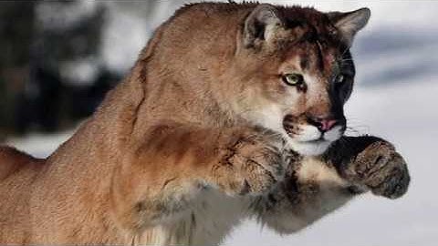 Essemtec Puma - High Speed Pick and Place and Dispensing