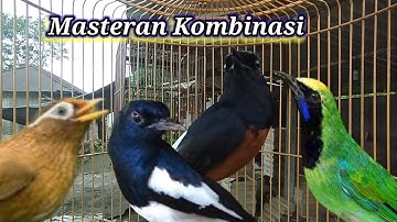 Masteran Kombinasi Full Isian Mewah wambi, kacer,murai,cucak ijo untuk melatih mental murai batu