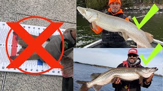 BECOME A BETTER MUSKY ANGLER, STOP DOING THIS!!! Let go