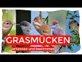 alle Grasmücken Deutschlands sicher und einfach erkennen