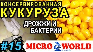 Прокисшая сахарная кукуруза - MICRO WORLD #15