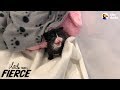 Litter Of Kittens Found Crying In Trash Bag | The Dodo Little But Fierce