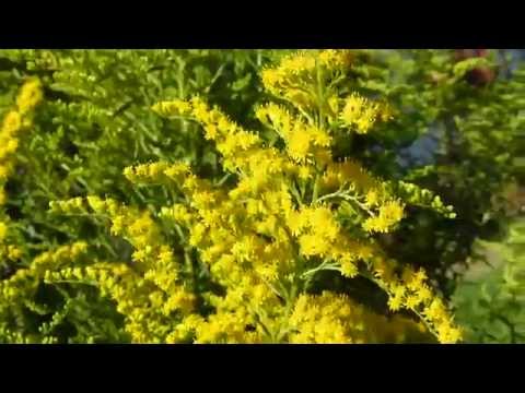 Video: Goldenrod Canadian (39 De Fotografii): Descrierea Plantei. Pânză De Aur, Goldking și Alte Soiuri, Plantare și îngrijire