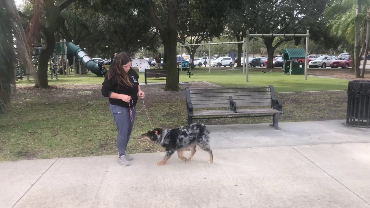 Astro Australian Shepherd Dog Training YouTube